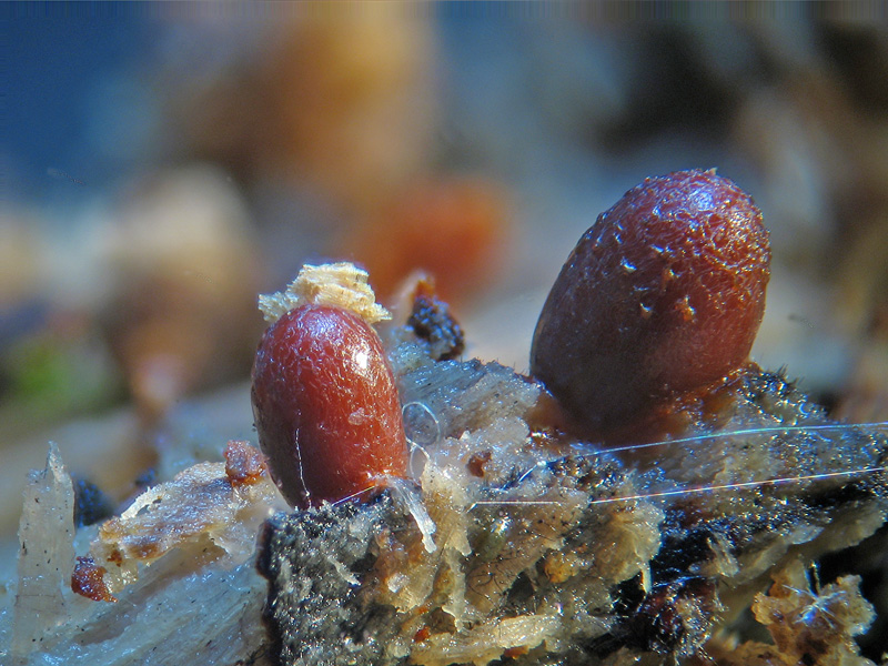 Ovetti... - Lycogala conicum